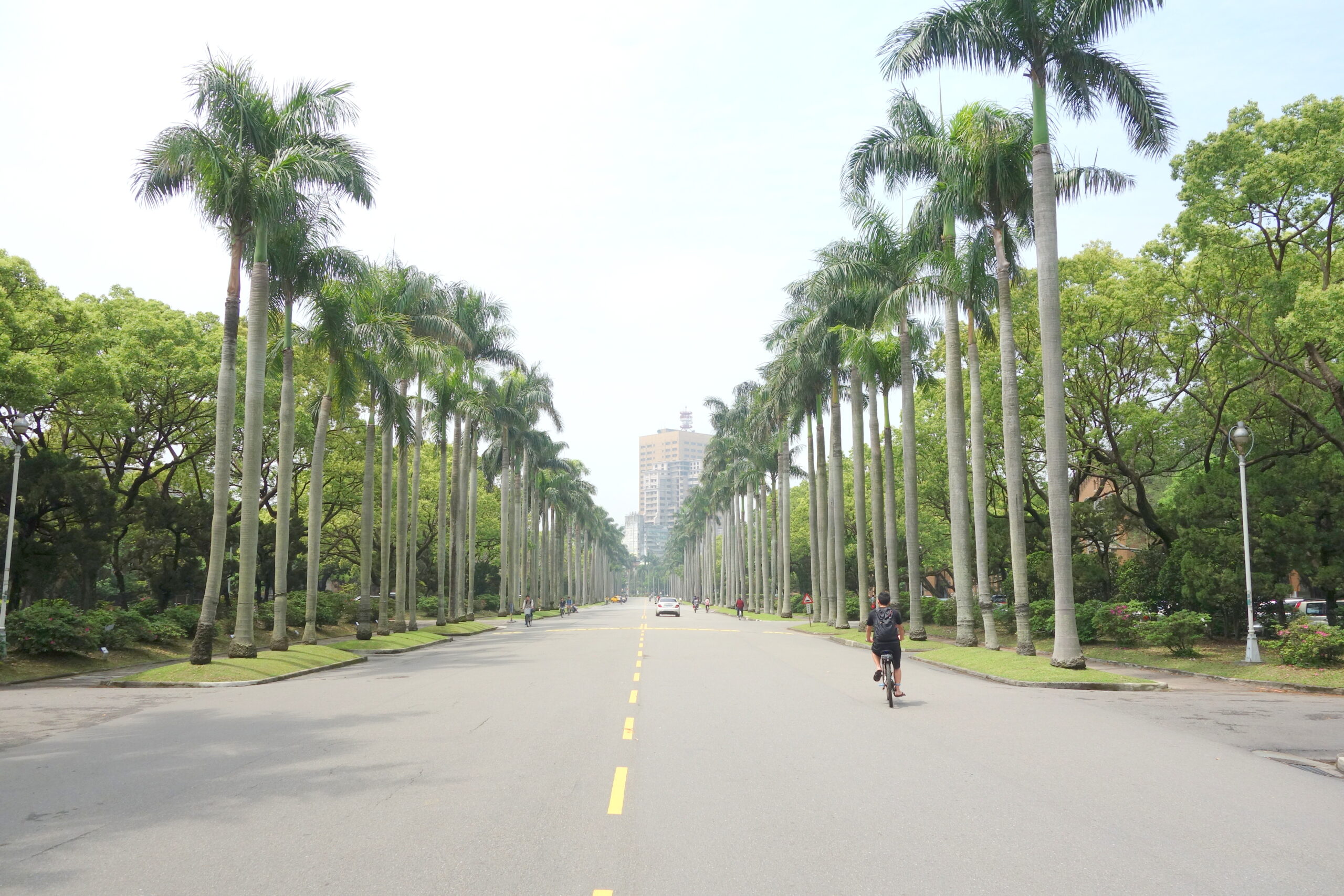 Đại lộ Royal Palm Boulevard tại Đại học Quốc lập Đài Loan